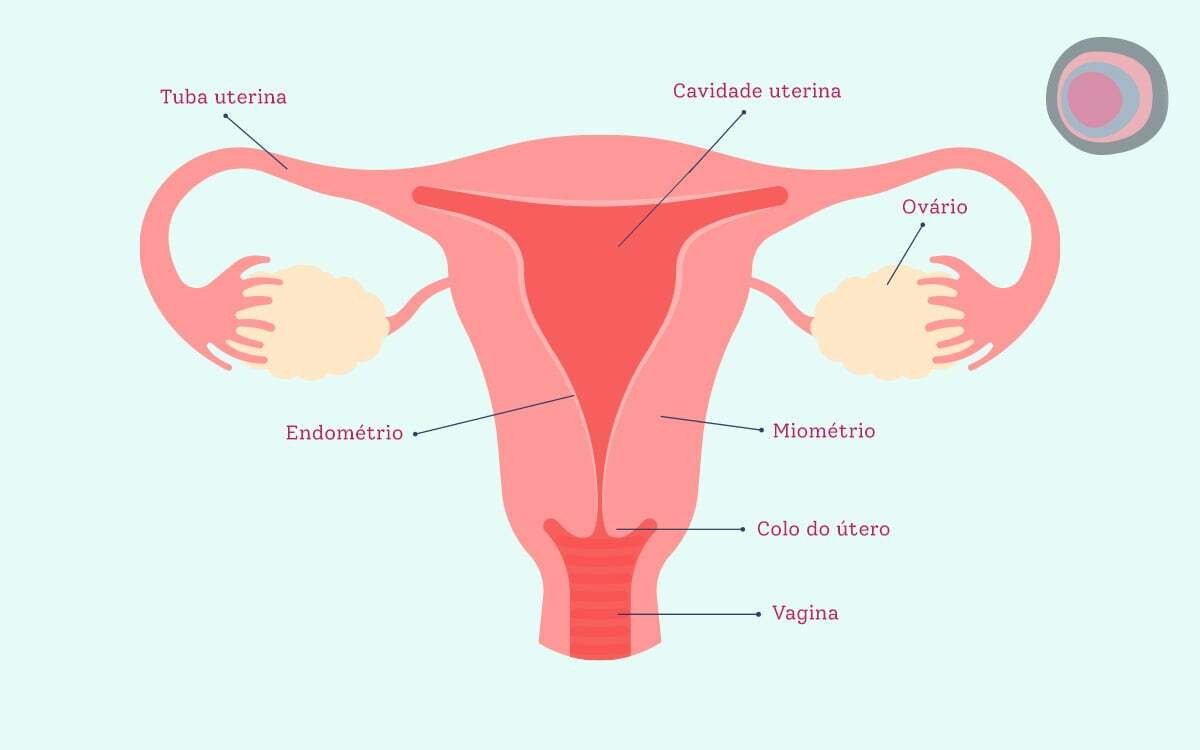 Endométrio é o tecido de revestimento interno do útero