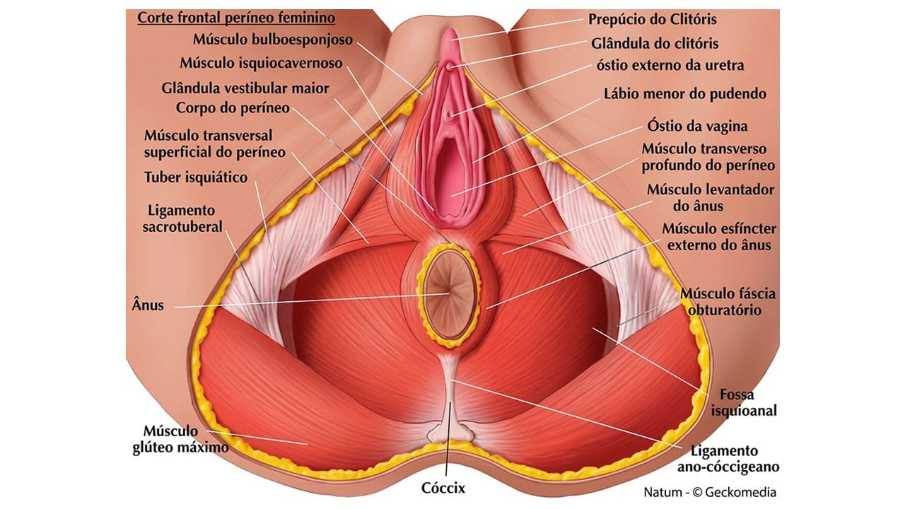 Ilustração anatômica do períneo feminino e suas estruturas musculares, associadas a condições como dor pélvica crônica e endometriose.
