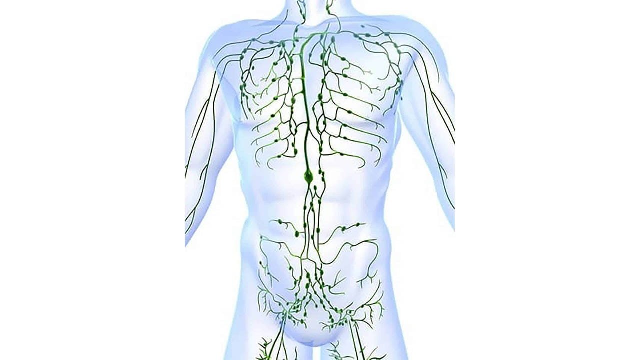 Imagem ilustrativa da teoria linfática, para o artigo sobre Qual a origem da endometriose