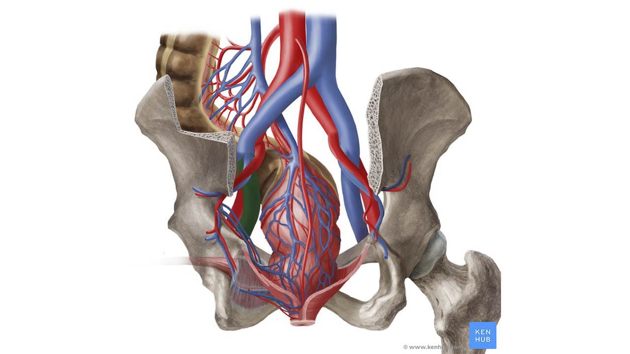 Teoria hematogênica, para o artigo sobre Qual a origem da endometriose