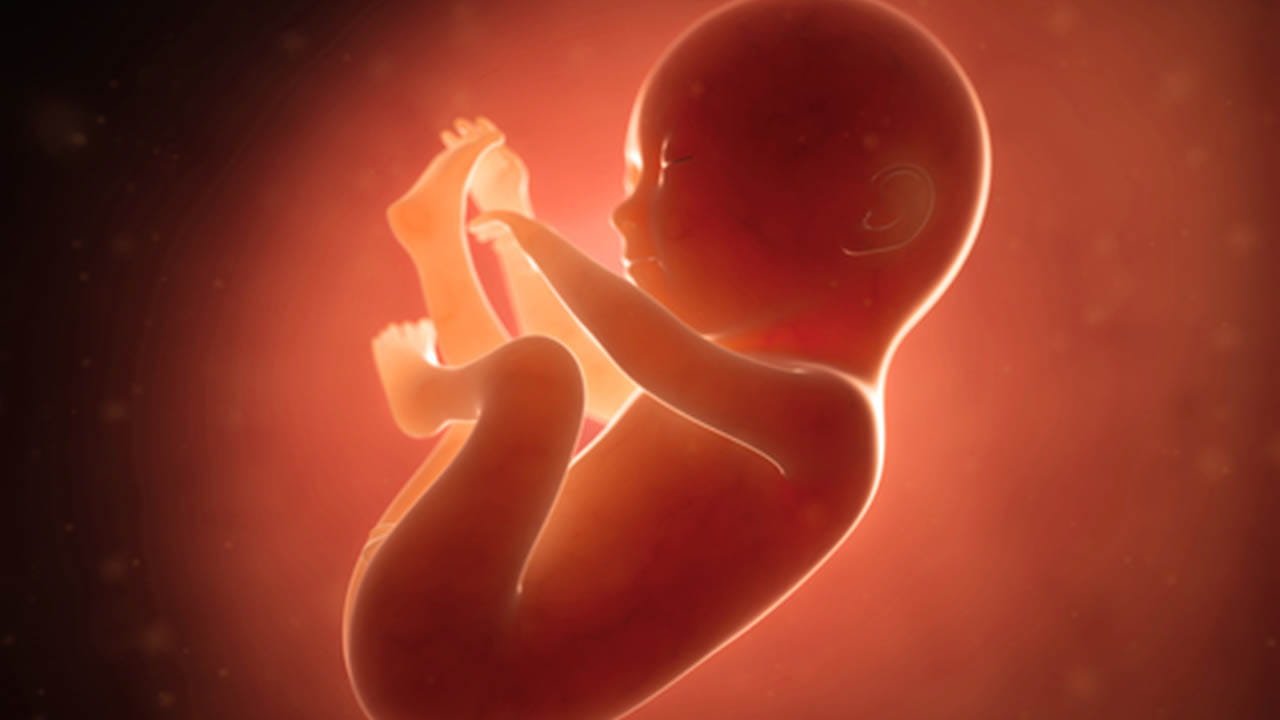 Teoria embrionária para o artigo sobre Qual a origem da endometriose