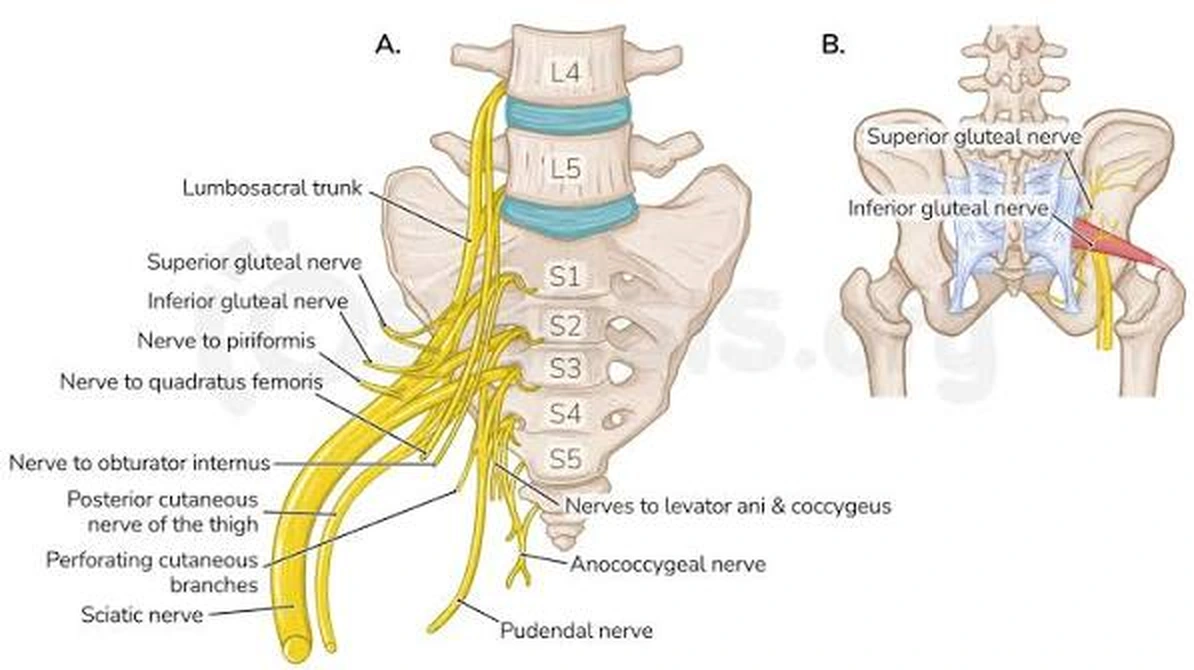 Plexo sacral, nervos ciático e pudendo, envolvidos na explicação dos sintomas da endometriose.